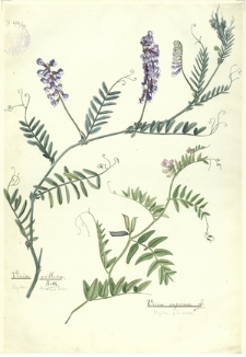 274. Vicia villosa Roth. (Wyka kosmata), Vicia sepium L. (Wyka płotowa)