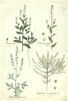 226. Lepidium Iberis Linn. (Pieprzyca), Neslia paniculata Desv. (Orzędka wiechowata), Lepidium sativum L. (Pieprzyca rzekucka), Lepidium ruderale L. (Pieprzyca gruzowa)