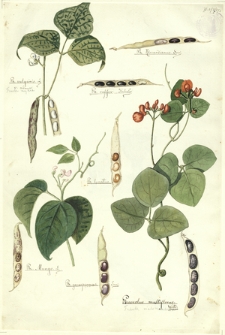 276. Ph. vulgaris L. v. nanus (Fasola zwykła), Ph. caffer Haberler., Ph. Riccardianus Savi., Ph. lunatus, Ph. Mungo L., Ph. gonospermus Savi., Phaseolus multiflorus Willd. (Fasola wielokwiatowa)