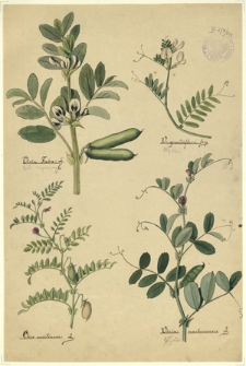 252. Vicia Faba L. (Bób zwyczajny), V. grandiflora Scop. (Wyka), Cicer arietinum L., Vicia narbonensis L. (Wyka)