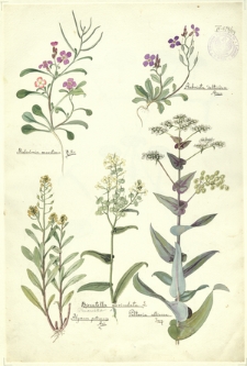 214. Malcolmia maritima R. Br., Aubrieta deltoidea Adans., Biscutella auriculata L., Alyssum petraeum Ard., Peltaria alliacea Jacq.