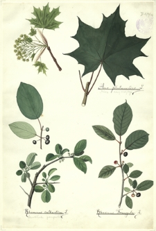 186. Acer platanoides L. (Klon zwyczajny), Rhamnus cathartica L. (Szakłak pospolity), Rhamnus Frangula L.