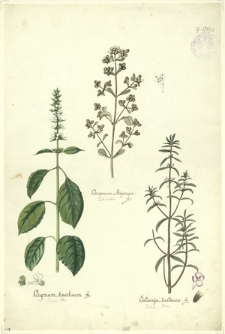 52. Origanum Majorana L. (Lebiodka), Ocymum basilicum L., Satureja hortensis L.
