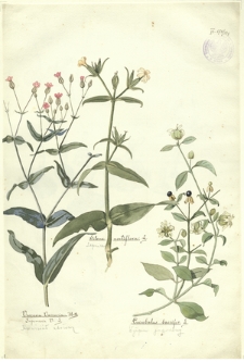 198. Silene noctiflora L. (Lepnica), Vaccaria vaccaria Huth., Japonaria V. L. (Krowiziół zbożowy), Cucubalus baccifer L. (Wyżpin jagodowy)