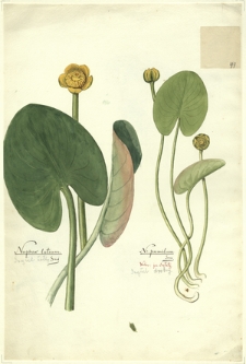 49. Nuphar luteum Sm. (Grążel żółty), N. pumilum Sm. (Grążel drobny)