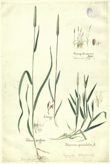 5. Phleum pratense L. (Brzanka pastewna), Phl. Bochmeri Wib., Chamagrostis minima Borkh., Mibora verna P. de B., Alopecurus geniculatus L. (Wyczyniec kolankowaty)