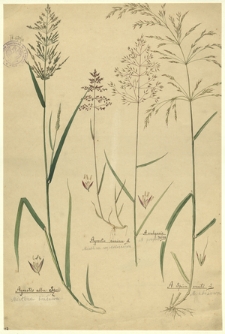 11. Agrostis alba Schrad. (Mietlica biaława), Agrostis canina L. (Mietlica wąskoliściowa), A. vulgaris Willd. (M. pospol.), A. Spica venti L. (M. zbożowa)
