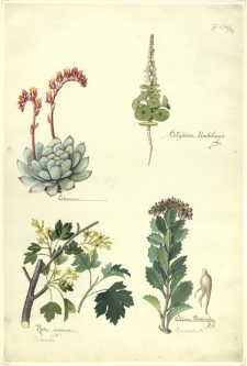 291. Echeverica, Ribes aureum (Porzeczka), Cotyledon Umbilicus L., Sedum Rhodiola D.C. (Rozchodnik)