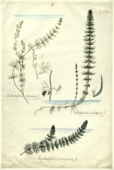 300. Ceratophyllum submersum L. (Rogatek krótkoszyjkowy), Ceratophyllum demersum L. (Rogatek sztywny), Hippuris vulgaris L. (Przęstka pospolita)