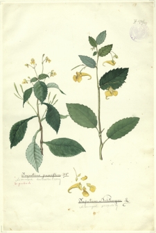 237. Impatiens parviflora D.C. (Niecierpek drobnokwiatowy), Impatiens Nolitangere L. (Niecierpek pospolity)