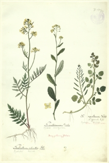 206. Nasturtium silvestre DC. (Rukiew leśna), N. austriacum Crantz. (Rukiew austrjacka), N. aquaticum Wahlb. (Rukiew wodna)