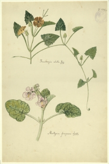 157. Thunbergia alata Boj., Martynia fragrans Lindl.
