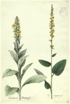 73. Verbascum thapsus L. (Dziewanna drobnokwiatowa), V. nigrum L. (Dziew. pospolita)