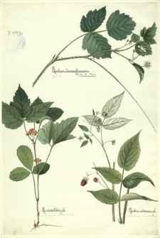 278. Rubus dumetorum Weihe & Nees., R. saxatilis L. (Malina kamionka), Rubus idaeus L. (Malina właściwa)