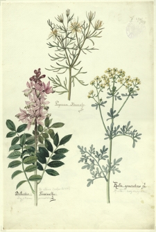 238. Peganum Harmala L., Dictamnus Fraxinella L. (Dyptam jesionolistny), Ruta graveolens L. (Ruta zwyczajna)