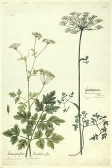 163. Chaerophyllum temulum L. (Świerząbek gajowy), Peucedanum Oreoselinum Mönch. (Gorysz Olszyniec)