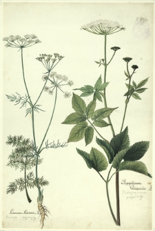 160. Carum Carvi L. (Kminek zwyczajny), Aegopodium Podagraria L. (Podagrycznik pospolity)