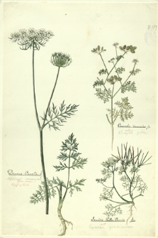 165. Daucus Carota L. (Marchew zwyczajna), Caucalis daucoides L. (Włóczydło polne), Scandix Pecten Veneris L. (Trybulka grzebieniowa)