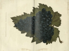 Ogrodnik Polski : dwutygodnik poświęcony wszystkim gałęziom ogrodnictwa T. 5, nr 20 (1883)