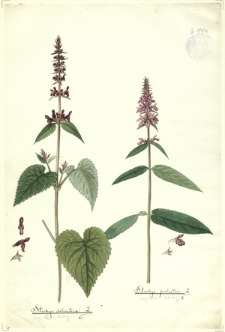 64. Stachys silvatica L. (Czyściec leśny), Stachys palustris L. (Czysciec błotny)