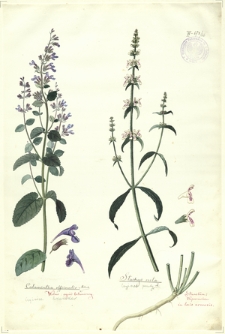 66. Calamintha officinalis Mönch. (Czyścica lekarska), Stachys recta L. (Czyściec prosty)