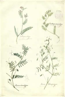 270. Ornithopus sativus L. (Saradela pastewna), Ornithopus perpusillus L. (Saradela drobna), Ervum hirsutum L. (Soczewica), Ervum tetraspernium L. (Soczewica)