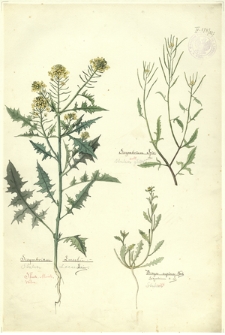 227. Sisymbrium Loeselii Lin. (Stulisz Loesela), Sisymbrium Irio L. (Stulisz gładki), Braya supina Koch.=Sisymbrium s. L. (Stulisz)