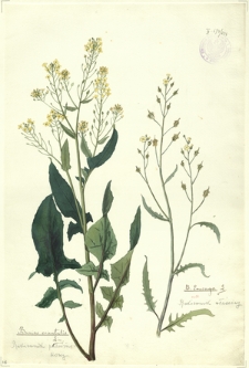 228. Bunias orientalis Lin. (Rukiewnik podróżnikowy), B. Erucago L. (Rukiewnik właściwy)