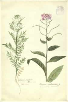 210. Cardamine impatiens L. (Rzerzucha niecierpek), Hesperis matronalis L. (Wieczornik damski)