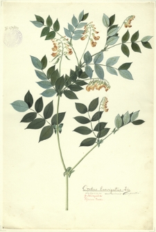 253. Orobus laevigatus Lin. (Lędźwian wschodniokarpacki)