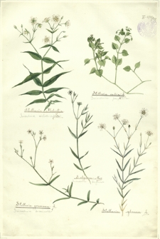 202. Stellaria media L. (Gwiazdnica pospolita), Stellaria Holostea L. (Gwiazdnica wielokwiatowa), S. uliginosa Murt. (Gwiazdnica bagnowa), Stellaria graminea L. (Gwiazdnica trawiasta), Stellaria glauca L.