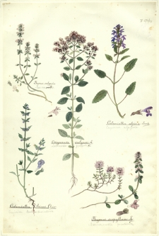 53. Thymus vulgaris L. (Macierzanka), Calamintha alpina Lamk. (Czyścica alpejska), Origanum vulgare L. (Lebiodka pospolita), Calamintha Acinos Clairv. (Czyścica drobnokwiatowa), Thymus serpyllum L. (Macierzanka piaskowa)
