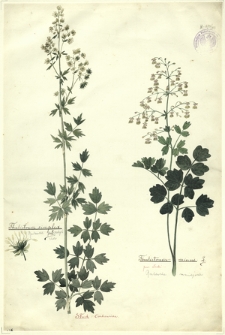 43. Thalictrum simplex L. (Rutewka pojedyncza), Thalictrum minus L. (Rutewka mniejsza)