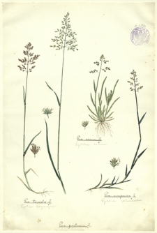 29. Poa trivialis L. (Wyklina zwyczajna), Poa pratensis L. (Wyklina łąkowa), Poa annua L. (Wyklina roczna), Poa compressa L. (Wyklina spłaszczona)