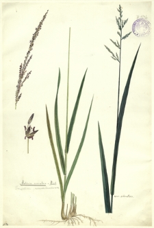13. Molinia caerulea Mönch. (Trzęślica jednokolankowa), [Molinia] var. silvestris
