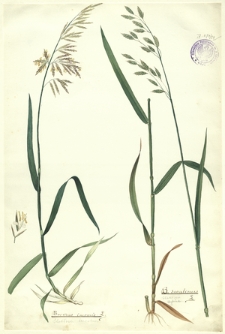 24. Bromus inermis L. (Stokłosa bezostna), B. secalinus L. (Stokłosa żytnia)
