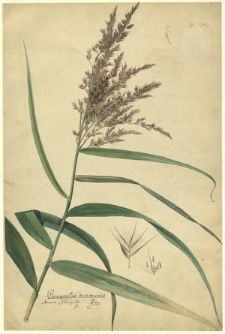 4. Phragmithes communis Trin., Arundo Phragmithes L. (Trzcina pospolita)