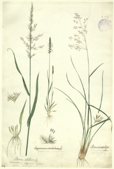 31. Avena elatior L., Arrhenatherum avenaceum P. de Beauv. (Owies pastewny), Cynosurus cristatus L. (Grzebienica pospolita), Aira caespitosa L. (Śmiałek goździkowy)