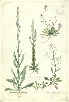 220. Turritis glabra L. (Wieżyczka gładka), Arabis Gerardi Besser. (Gęsiówka Gerarda), A. arenosa Linn. (Gęsiówka piaskowa), Arabis Halleri L., A. tenella Host. (Gęsiówka Hallera)