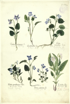 234. Viola uliginosa L. (Fiołek bagienny), V. stricta Hornm., V. Ruppii All., Viola silvestris Lamk., V. silvatica Fr. (Fiołek leśny), Viola pratensis M. Koch. (Fiołek łąkowy), Viola canina L. (Fiolek psi), V. elatior Fries. (Fiolek wyniosły)