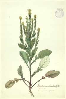 209. Barbarea stricta Andrz. (Gorczycznik prosty)