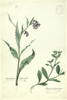 81. Symphytum officinale L. (Żywokost lekarski), Asperugo procumbens L. (Lepczyca rozesłana)