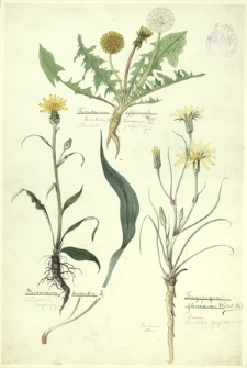 112. Taraxacum officinale Wigg., Loentodon Taraxacum L. (Mniszek pospolity), Scorzonera humilis L. (Wężymord zwyczajny), Tragopogon Floccosum Waldst. Kit. (Kozibród pajęczynowaty)