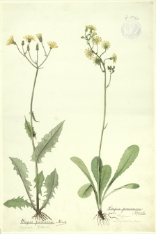 102. Crepis paludosa Mönch. (Pępawa błotna), Crepis praemorsa Tausch. (Pępawa różyczkolistna)