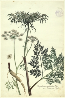 177. Thysselinum palustre Hoffm.