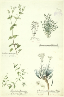 203. Stellaria nemiorum L. (Gwiazdnica gajowa), Mochringia trinervia Clairv., Arenaria t. DC. (Możylinek trójnerwowy), Arenaria serpyllifolia L. (Piaskowiec macierzankowy), Arenaria graminifolia Schrad. (Piaskowiec trawiasty)
