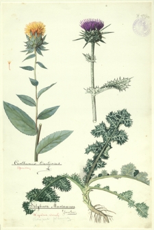 122. Carthamus tinctorius L., Silybum Marianum Gaertner (Ostropest plamisty)