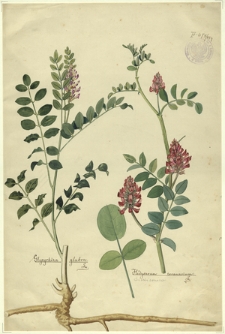 254. Glycyrhiza glabra L., Hedysarum coronarium L. (Siekiernica)
