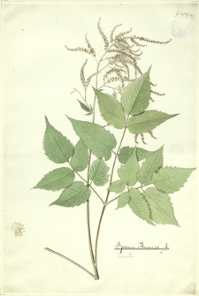 289. Spiraea Aruncus L. (Tawuła)
