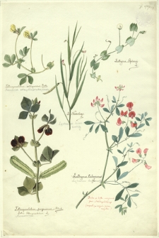 255. Tetragonolobus siliquosus Roth. (Komonica skrzydlatostrąkowa), Tetragonolobus purpureus Mönch., Lotus Tetragonolobus L. (Komonica), Lathyrus Aphaca L., L. Nissolia L. (Lędźwian liściakowaty), Lathyrus tuberosus L. (Lędźwian bulwiasty)